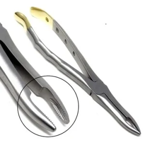 Gold Handle Extracting Forceps for 125mm Serrated Dental Extraction image 3